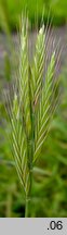 Brachypodium distachyon (kłosownica dwukłoskowa)