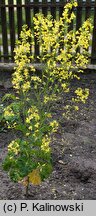 Brassica oleracea ssp. acephala var. sabellica (kapusta warzywna jarmuż)