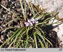 Brimeura fastigiata