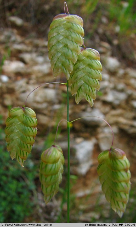 Briza maxima (drżączka większa)