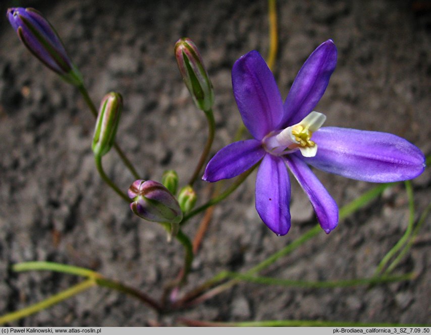 Brodiaea californica (hiacynt kalifornijski)