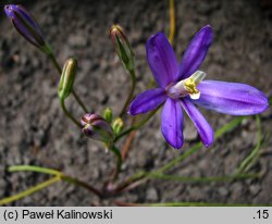 Brodiaea californica (hiacynt kalifornijski)