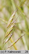 Bromus arvensis (stokłosa polna)