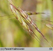 Bromus arvensis (stokłosa polna)