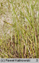 Bromus arvensis (stokłosa polna)