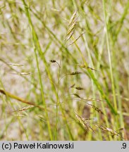 Bromus arvensis (stokłosa polna)