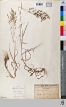 Bromus arvensis (stokłosa polna)