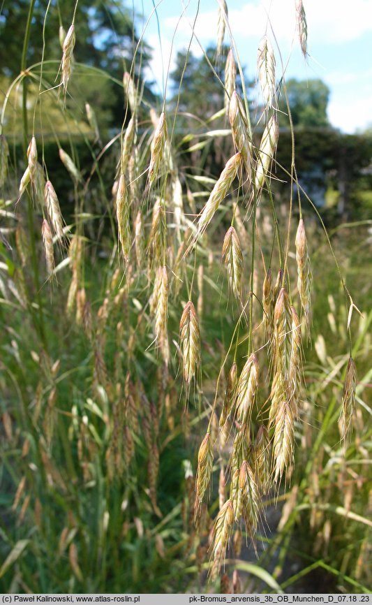 Bromus arvensis (stokłosa polna)