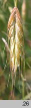 Bromus arvensis (stokłosa polna)