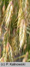 Bromus arvensis (stokłosa polna)