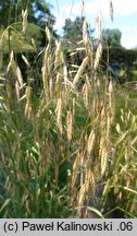 Bromus arvensis (stokłosa polna)