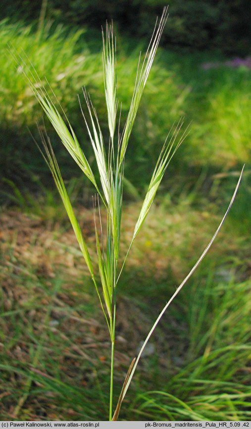 Bromus madritensis (stokłosa madrycka)