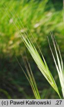 Bromus madritensis (stokłosa madrycka)