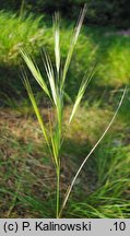 Bromus madritensis (stokłosa madrycka)