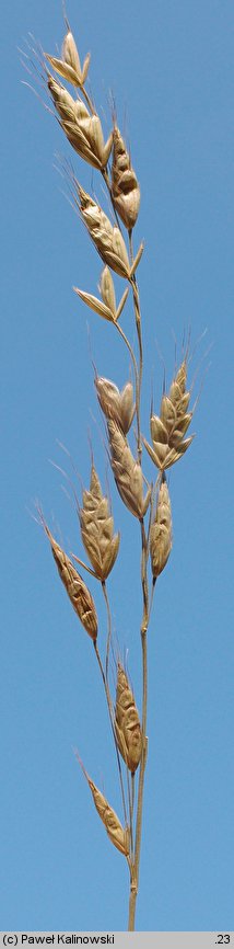 Bromus racemosus (stokłosa groniasta)