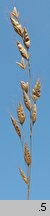 Bromus racemosus (stokłosa groniasta)
