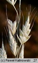 Bromus racemosus (stokłosa groniasta)