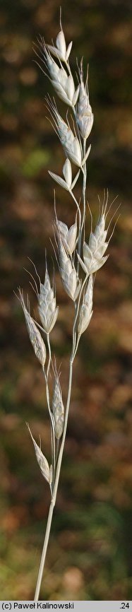 Bromus racemosus (stokłosa groniasta)