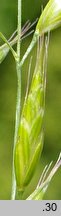 Bromus racemosus (stokłosa groniasta)