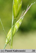 Bromus racemosus (stokłosa groniasta)