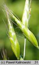 Bromus racemosus (stokłosa groniasta)