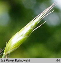 Bromus racemosus (stokłosa groniasta)