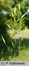 Bromus racemosus (stokłosa groniasta)