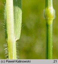 Bromus racemosus (stokłosa groniasta)