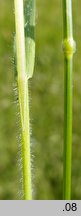 Bromus racemosus (stokłosa groniasta)