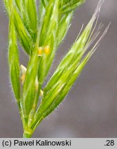 Bromus scoparius (stokłosa miotłowa)