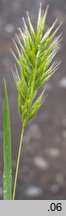 Bromus scoparius (stokłosa miotłowa)