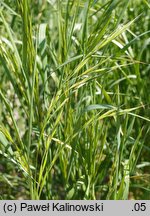 Bromus sitchensis