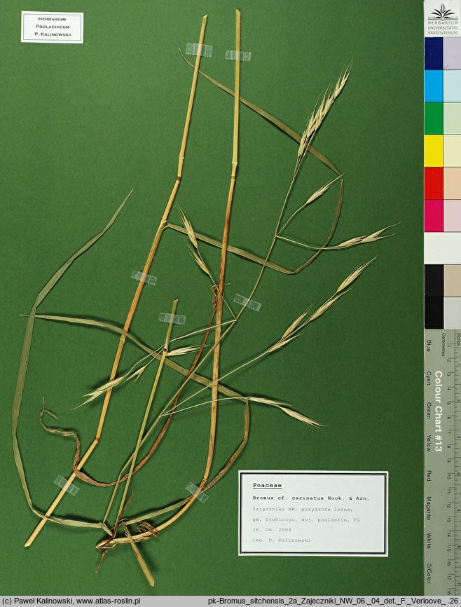 Bromus sitchensis