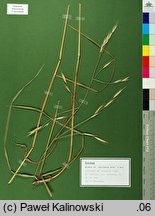 Bromus sitchensis