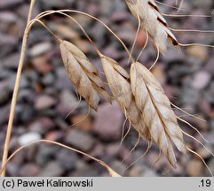 Bromus squarrosus (stokłosa łuskowata)