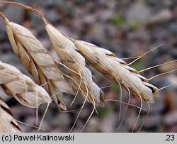 Bromus squarrosus (stokłosa łuskowata)