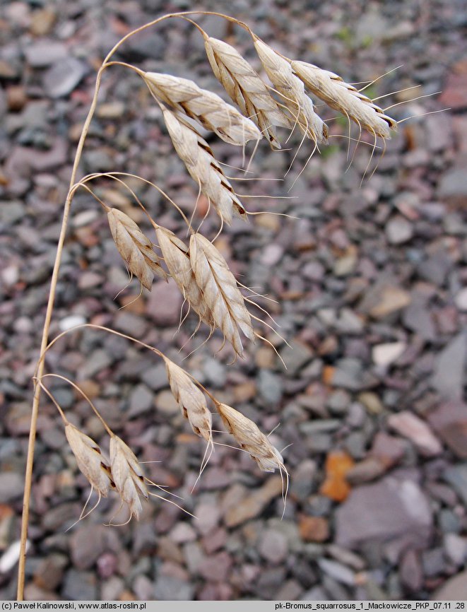 Bromus squarrosus (stokłosa łuskowata)