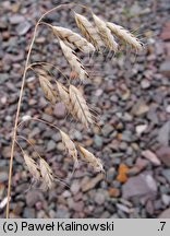 Bromus squarrosus (stokłosa łuskowata)