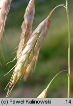 Bromus squarrosus (stokłosa łuskowata)