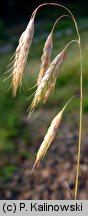 Bromus squarrosus (stokłosa łuskowata)