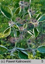 Broussonetia papyrifera (brusonecja chińska)