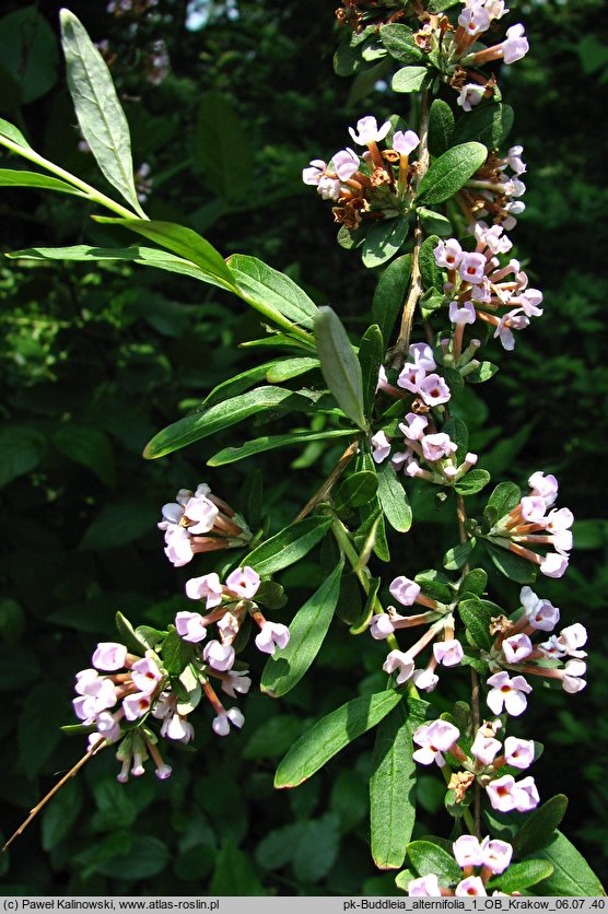 Buddleja alternifolia (buddleja skrętolistna)