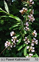 Buddleja alternifolia (buddleja skrętolistna)