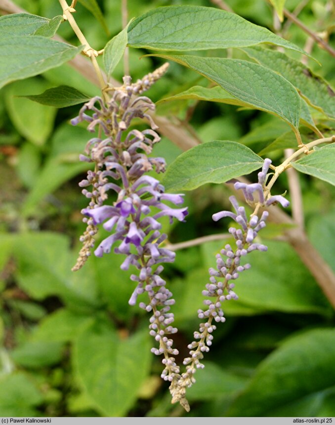 Buddleja curvifolia