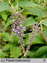 Buddleja curvifolia