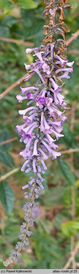 Buddleja lindleyana (budleja Lindleya)