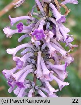 Buddleja lindleyana (budleja Lindleya)