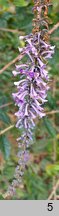 Buddleja lindleyana (budleja Lindleya)