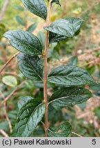 Buddleja lindleyana (budleja Lindleya)