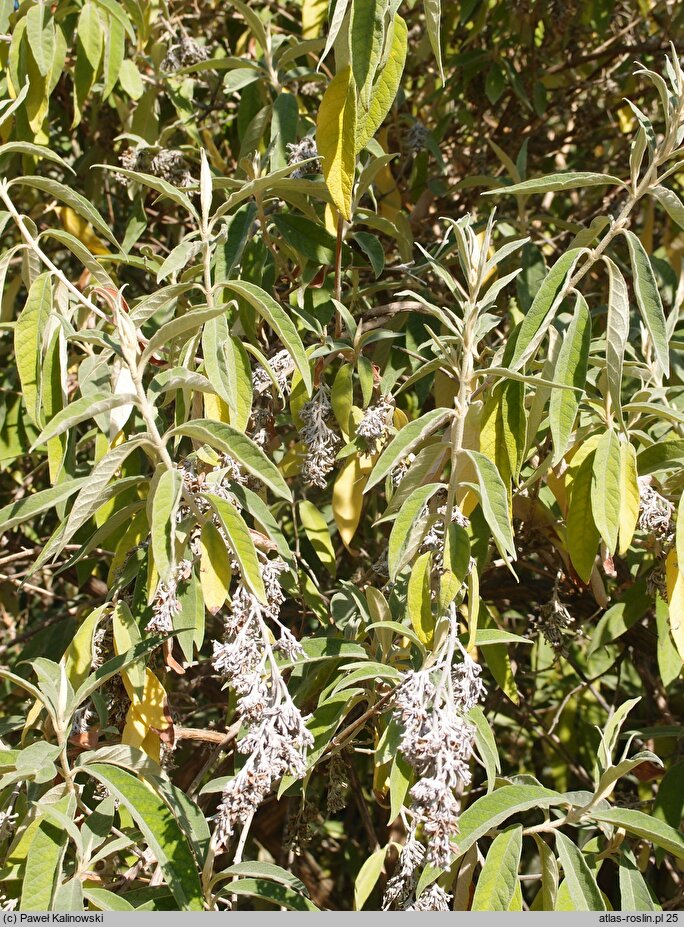 Buddleja officinalis